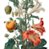 paint watercolour botanical illustrations