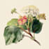 draw an animal and botanical illustration