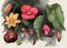 made a botanical illustration depending on your concept