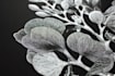 draw an animal and botanical illustration