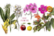 draw botanical illustration art for you