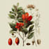 paint botanical and scientific illustrations