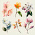 paint watercolor flowers and botanical illustrations