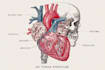 draw exercise, medical and anatomy illustrations