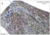 provide high quality gis mapping services in arcgis