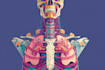 draw anatomy and medical vector illustration