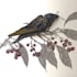 draw high quality animal, insect, and botanical art