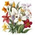 do botanical and anatomical scientific illustrations