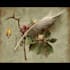 paint botanical and scientific illustrations