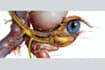 draw exercise, medical and anatomy illustrations