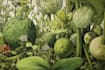 paint botanical and scientific illustrations