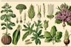 do botanical and anatomical scientific illustrations