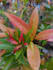 identify the plants you provide and write their morphological characteristic