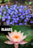 deliver a viral botanical colouring book