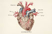 create medical illustrations for you