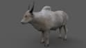 do 3d animal model, 3d fur 3d xgen 3d zbrush