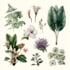 line art illustrations, botanical flowers, plants