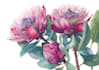 draw botanical illustration art for you