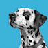 draw custom pet portrait in line art vector illustration