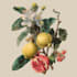 illustrate best botanical illustration