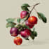 illustrate digitally realistic botanical fruits or veggies