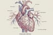 draw exercise, medical and anatomy illustrations