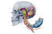 design scientific medical anatomy educational illustrations