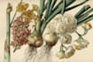 paint botanical and scientific illustrations