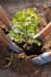 plant a tree in a village in pakistan  with your name tag