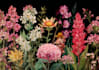 draw watercolor botanical illustrations