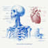 draw exercise, medical and anatomy illustrations