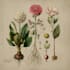 draw botanical and anatomical scientific illustrations