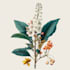 paint watercolour botanical illustrations