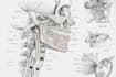 create medical and anatomical illustrations