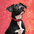 draw custom pet portrait, dog portrait, cat portrait drawing