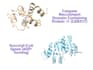 create custom protein homology models and visualizations