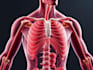 create your 2d medical anatomy scientific biomedical