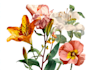 create a botanical watercolor illustration