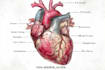 draw exercise, medical and anatomy illustrations