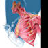 do professional medical illustrations