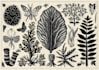 illustrate botanical and animal linocut illustration