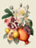 paint watercolour botanical illustrations