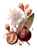 paint watercolour botanical illustrations