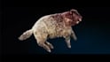 do realistic 3d animal animation, cgi animal model and rig, texture, fur, groom