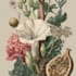 do botanical and anatomical scientific illustrations