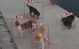 do object detection, recognition and tracking using python