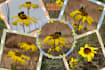 custom photo collage design