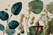 do botanical and anatomical scientific illustrations