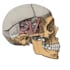 draw detailed medical illustrations