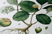 paint botanical and scientific illustrations